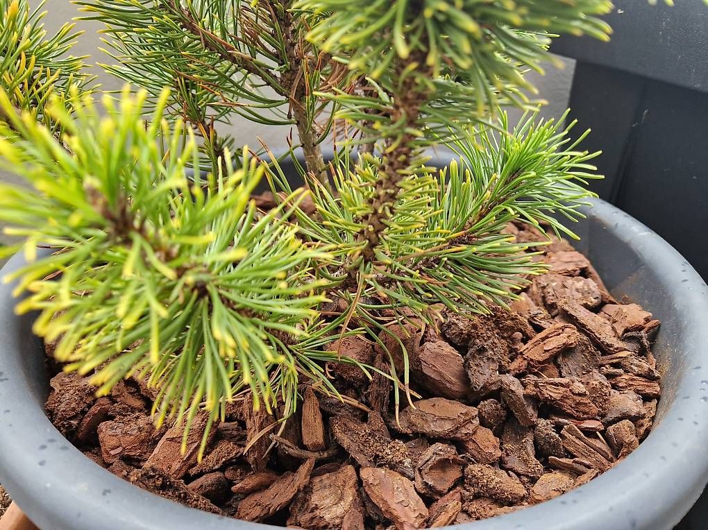 Piante & sementi: Pinus mugo Winter Gold – Usato da Dübendorf venduto da Olenaaa 4