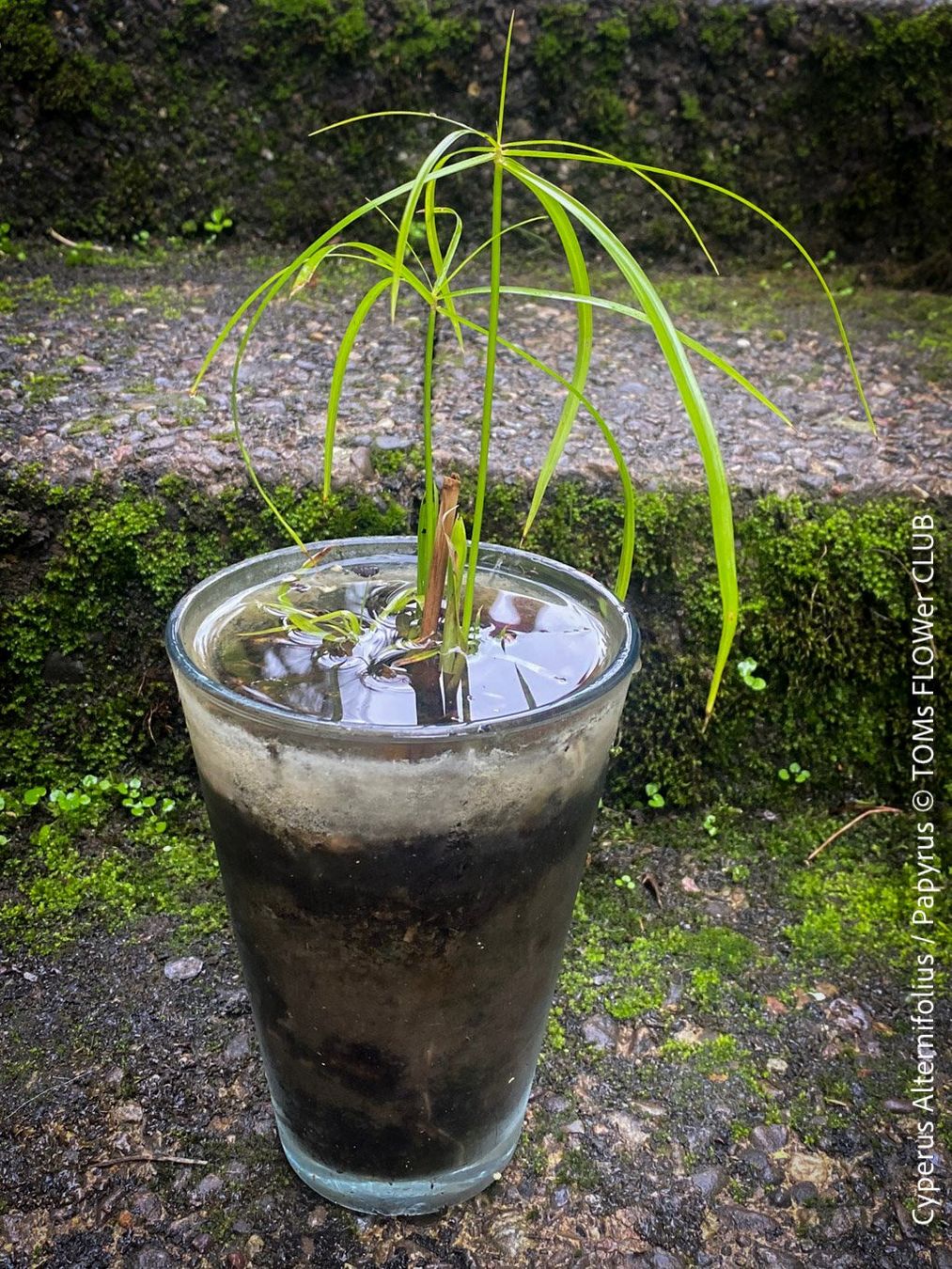 Piante & sementi: Cyperus Alternifolius - Dein Papyrus in GlasVase – Nuovo e nell'imballaggio originale da Adliswil venduto da TAKEYOURPLANT 3