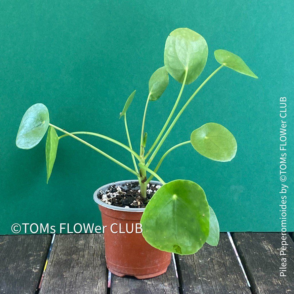Piante & sementi: Pilea Peperomioides - 100% Bio-Anzucht – Nuovo e nell'imballaggio originale da Adliswil venduto da astom369 5