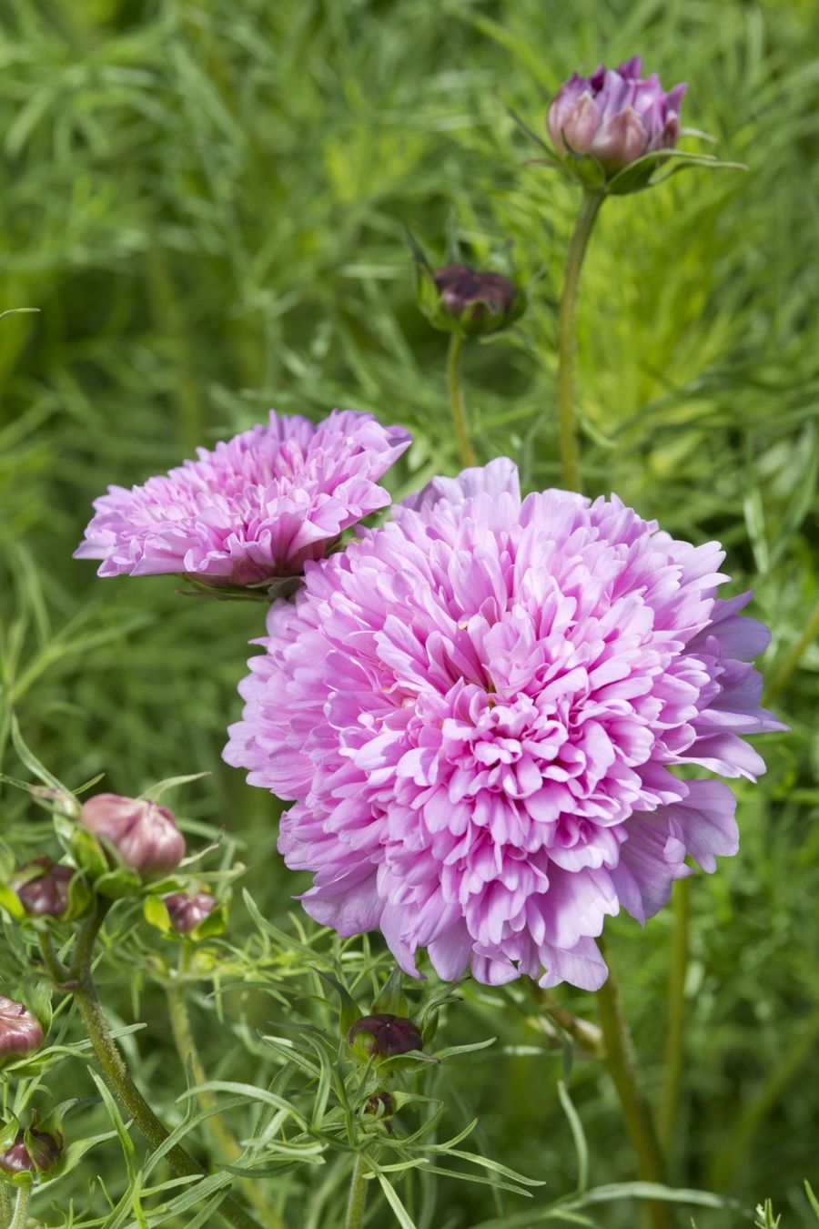 Pflanzen & Samen: 50 Samen Schmuckkörbchen DOUBLE DUTCH ROSE – Neu (gemäss Beschreibung) aus Ehrendingen von VerveinaSamen 2