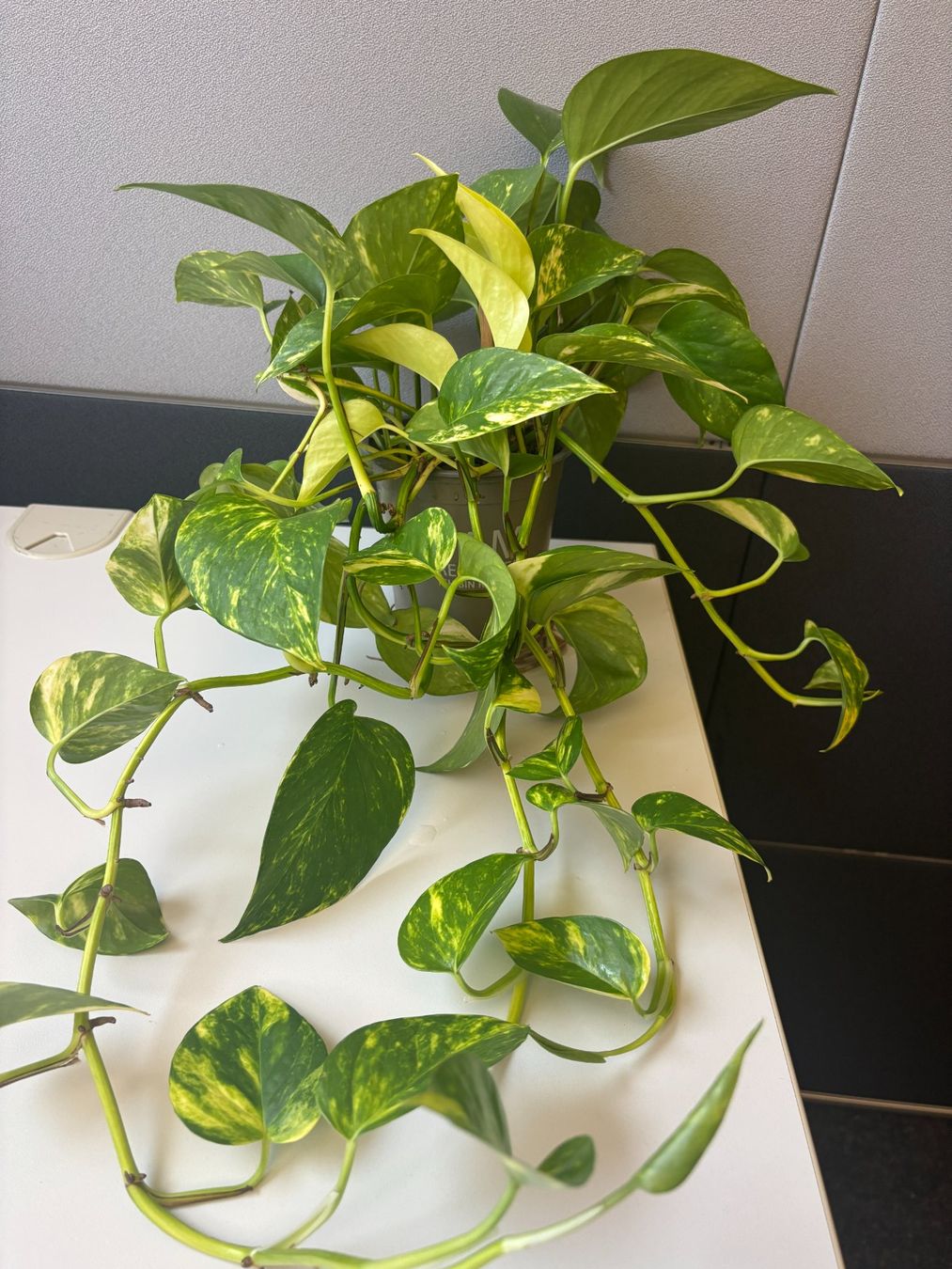 rhaphidophora variegata Rhaphidophora Tetrasperma Variegated – Purple Elephant Plant Co main image 0