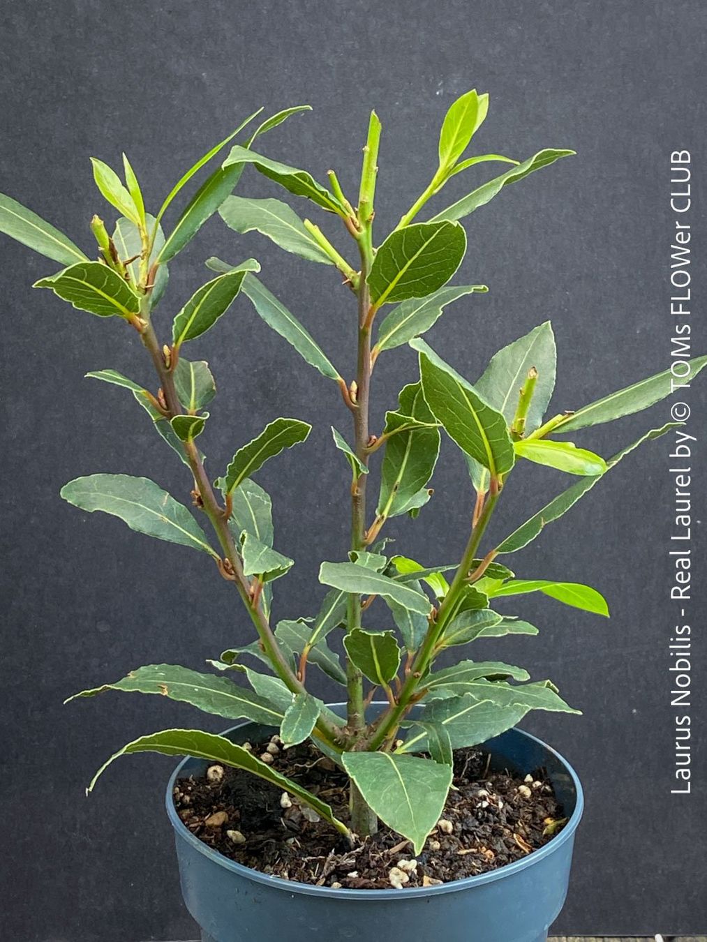 Piante & sementi: Echter Lorbeer - Lorbeerbaum - Laurus Nobilis – Nuovo e nell'imballaggio originale da Adliswil venduto da asTOMas963 1
