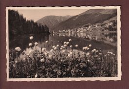 DAVOS - Drollblumen am Davosersee