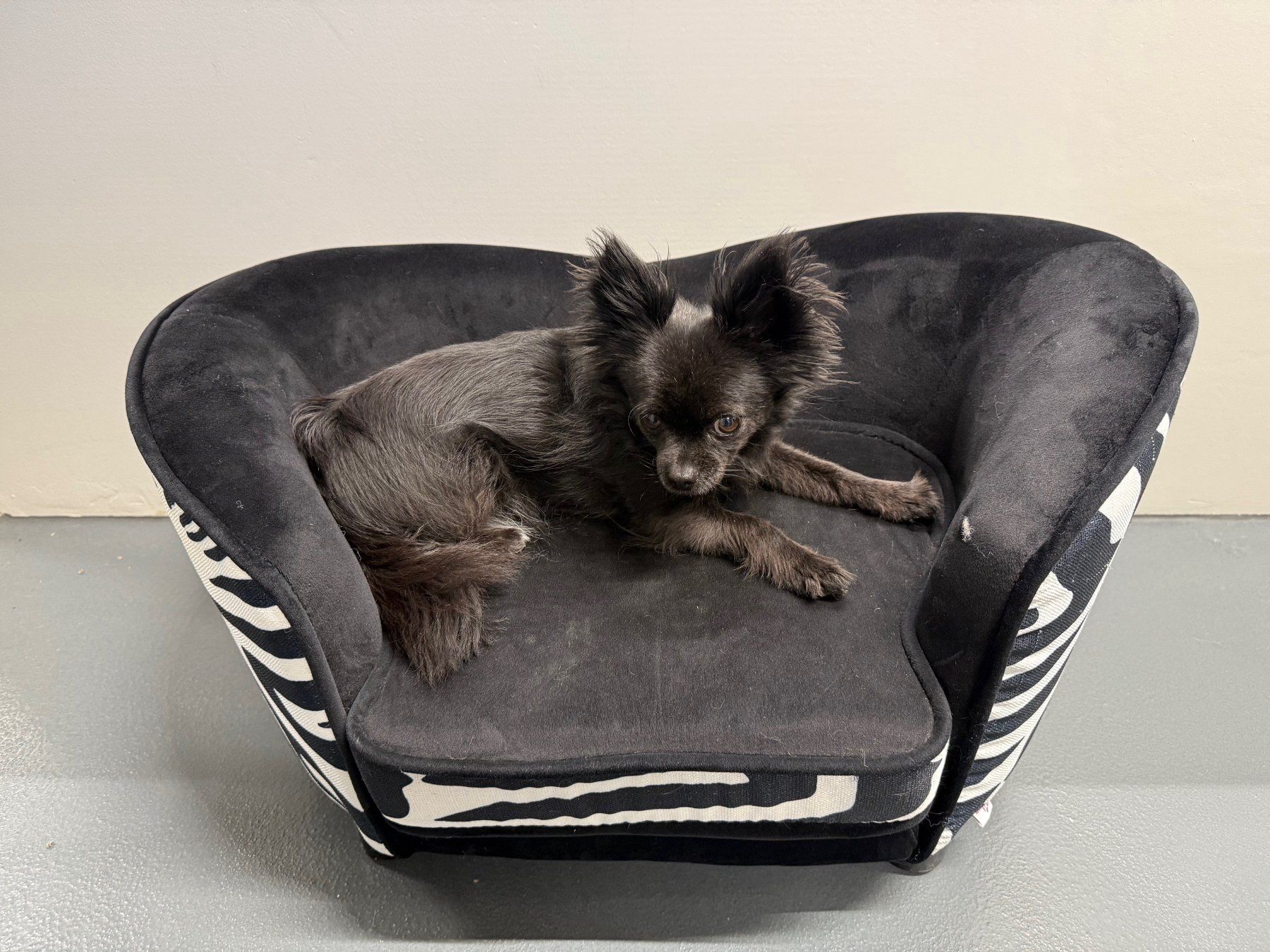 Cucce & Letti: Hunde/Büsi-Sofa im stylischen Zebra-Look – Usato da Leimbach AG venduto da SheAmelie 7