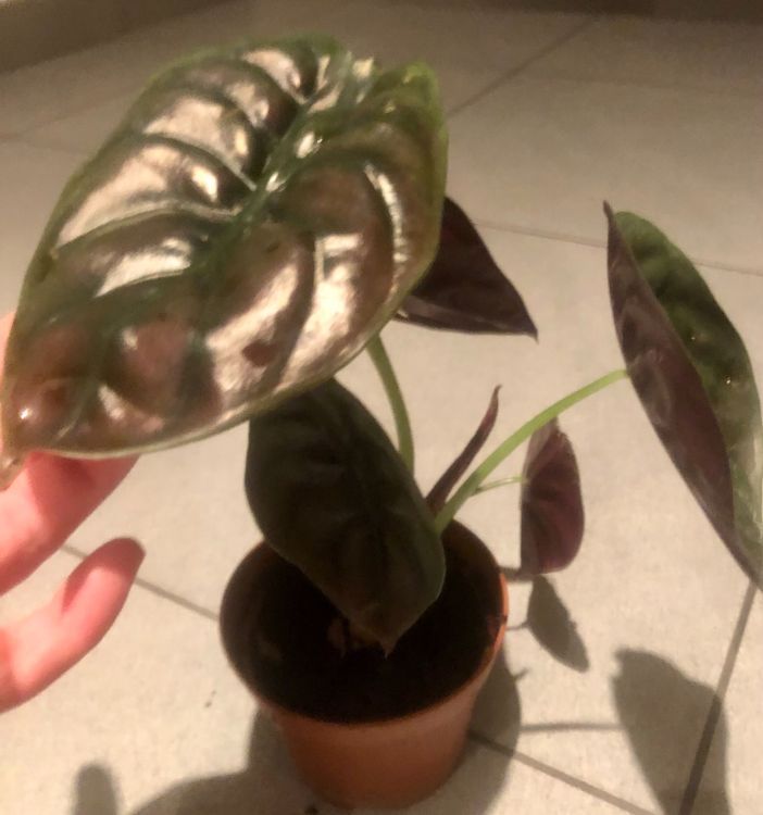 Zierpflanze Zimmer Pflanze 30 cm ALOCASIA CUPREA RED SECRET Kaufen