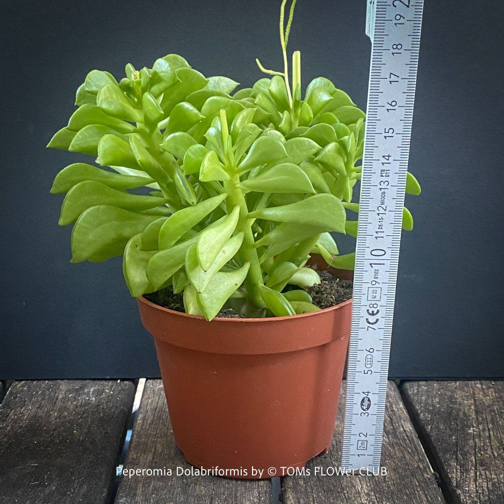 Pflanzen & Samen: Peperomia dolabriformis - "Prayer Pepper" – Neu und originalverpackt aus Adliswil von TAKEYOURPLANT 4
