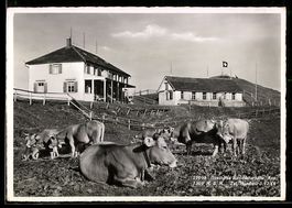 AK Hundwil /App., Gasthaus Hundwilerhöhe mit Kühen, Bes. J. 