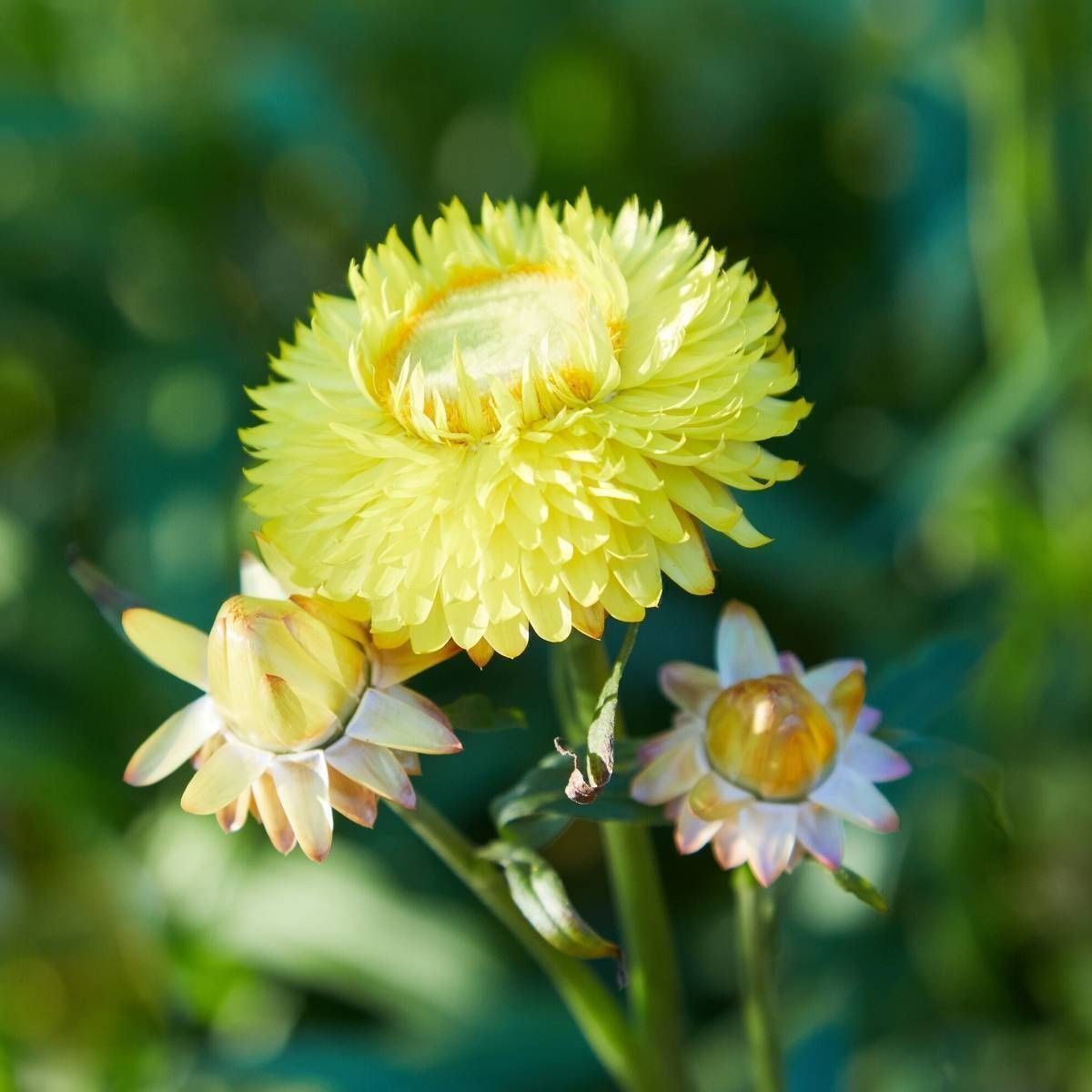 Piante & sementi: 300 Samen STROHBLUME GELB – Nuovo (secondo la descrizione) da Ehrendingen venduto da VerveinaSamen 1
