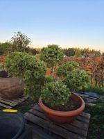Juniperus media ‘Pfitzeriana Glauca’