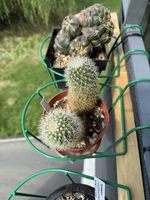 Mammillaria spinosissima