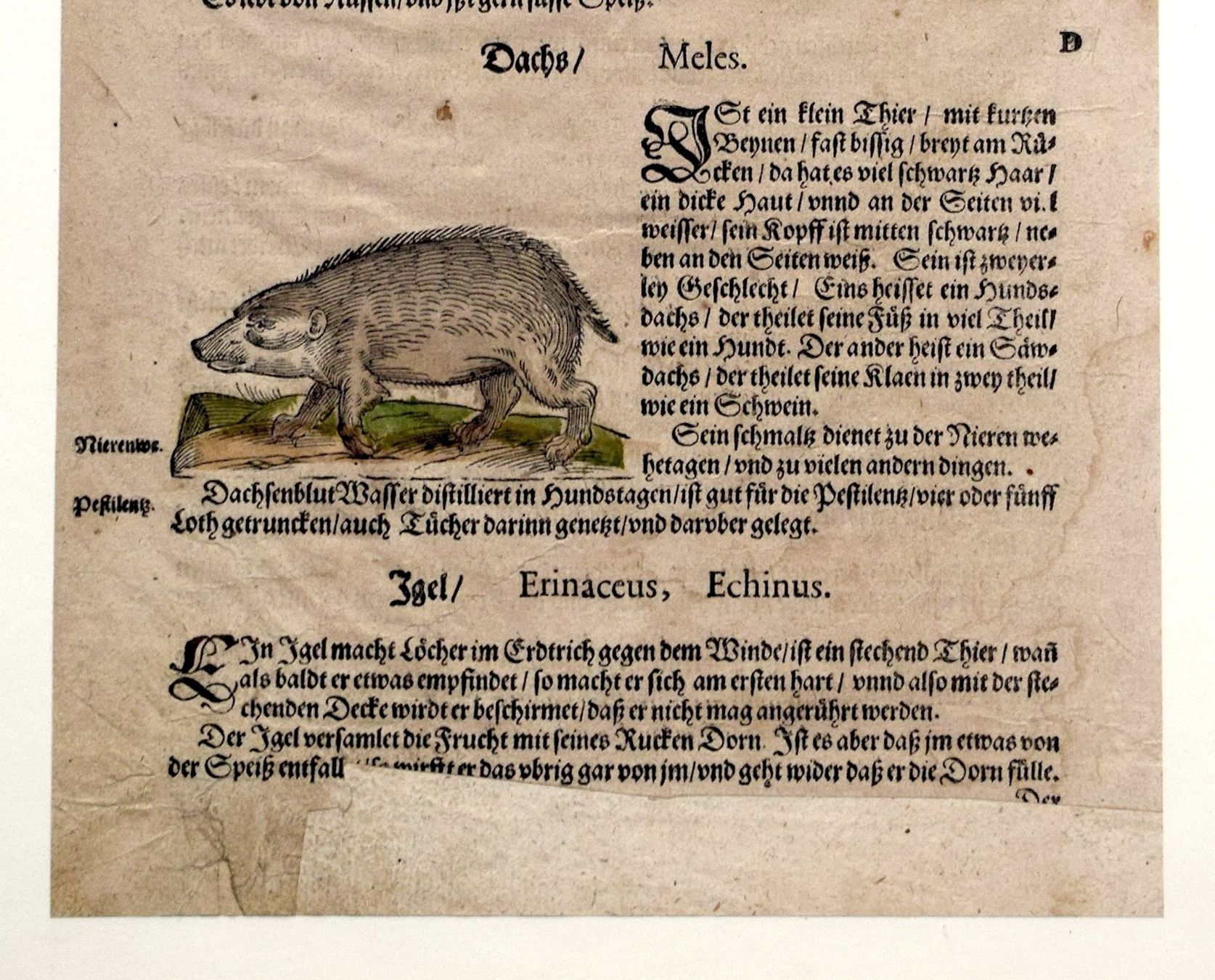 Xilografie: RAR LONITZER Kräuterbuch antik Dachs Eichhörnchen – Usato da Zürich venduto da kunstarchiv.online 3