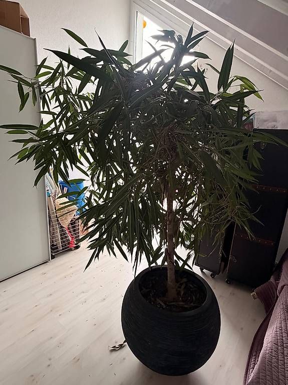 Piante & sementi: Zimmerpflanze gross – Usato da Embrach venduto da gaby004 1