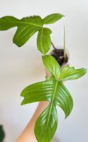 🔥Philodendron Florida Ghost