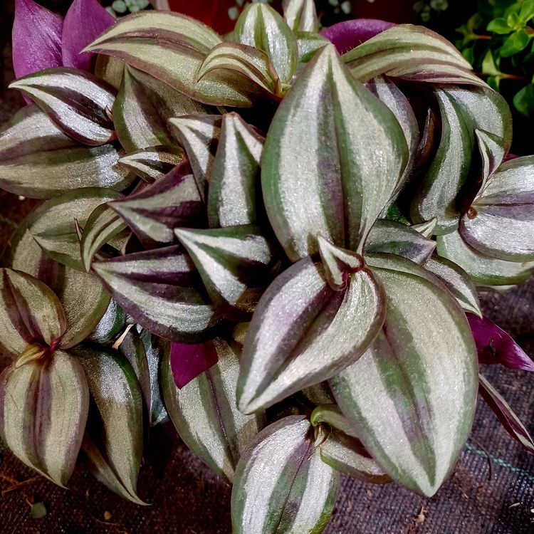 Kletternde Zierpflanze TRADESCANTIA ZEBRINA PURPOSII 15 cm Kaufen auf