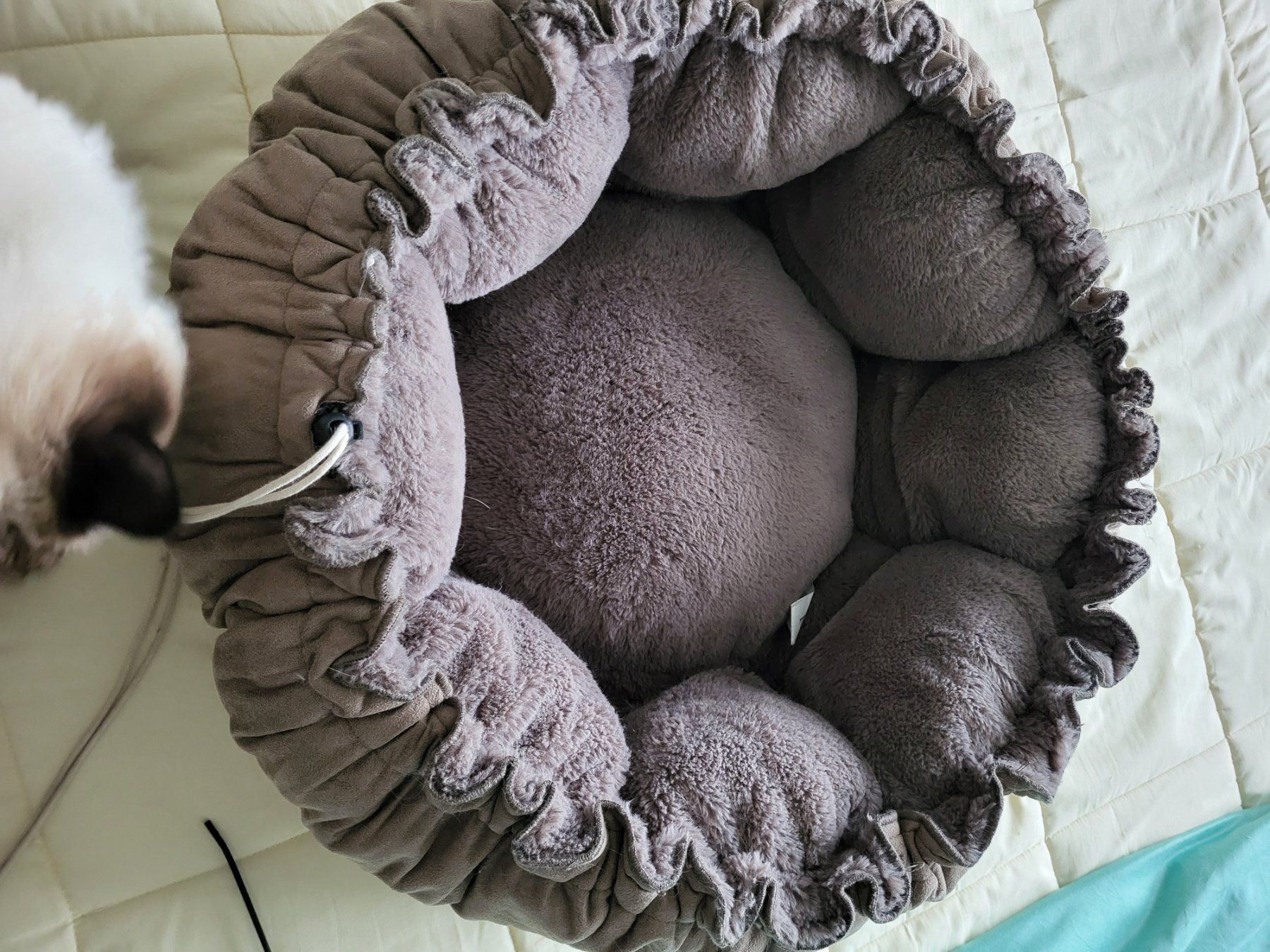 Cucce & Letti: Kuscheliges Katzenbett / Hundebett – Usato da Eschenbach SG venduto da Mr.PP-Green 1