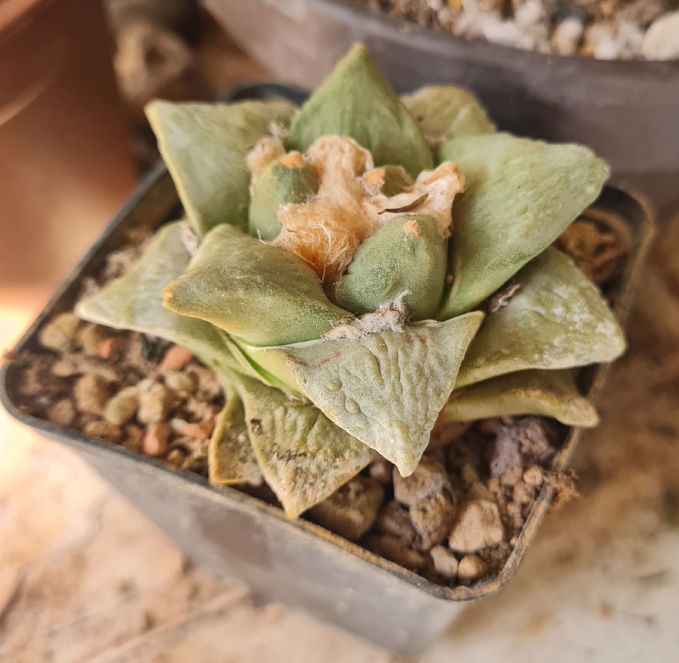 Piante & sementi: Ariocarpus Hybride 2009 – Usato da Basel venduto da fra_h7bq 2