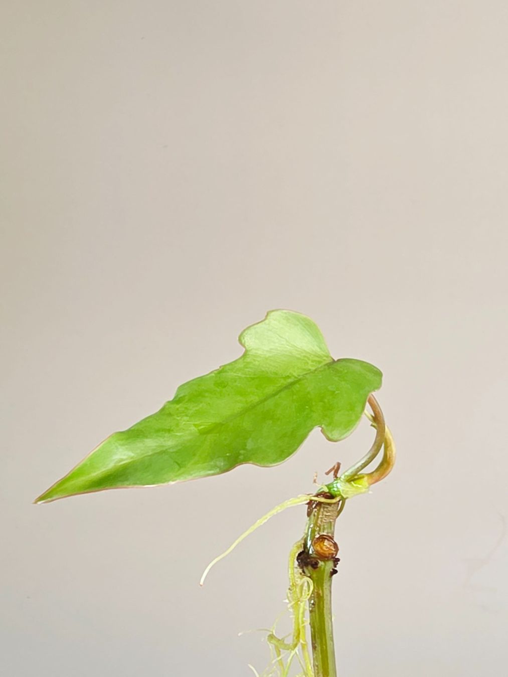 Piante & sementi: Philodendron mayoi Steckling – Nuovo (secondo la descrizione) da Gerolfingen venduto da Azora