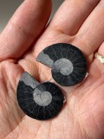 Ammoniten Fossilien Set zwei Stücke schwarz poliert