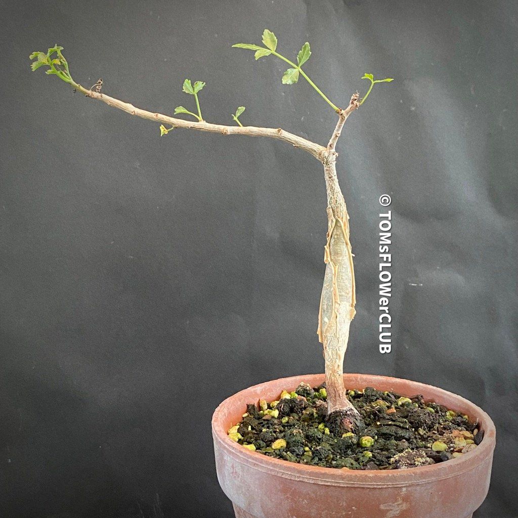 Piante & sementi: Bursera Fagaroides / Duft-Bursera . – Nuovo e nell'imballaggio originale da Adliswil venduto da astom369 2