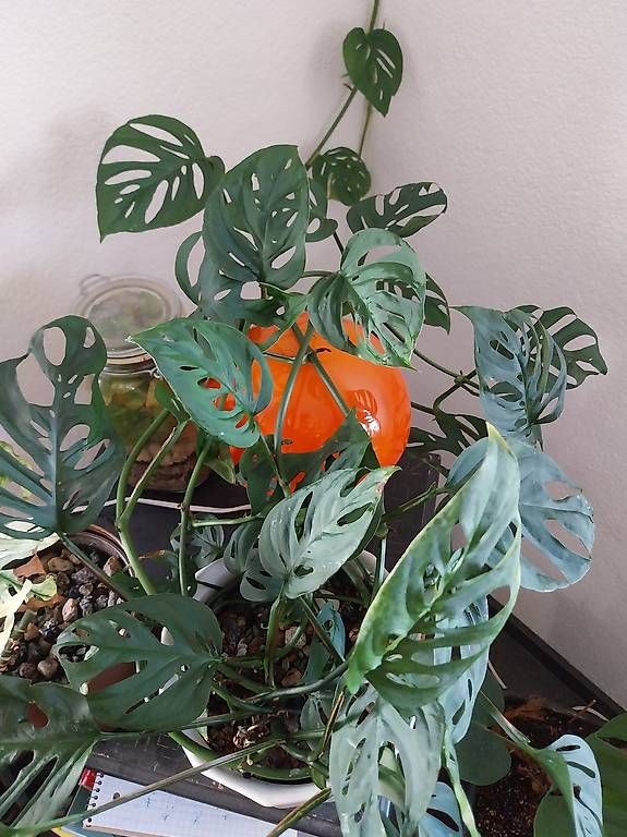 Piante & sementi: monstera adansonii laniata – Usato da Schwaderloch venduto da bademeister79 1