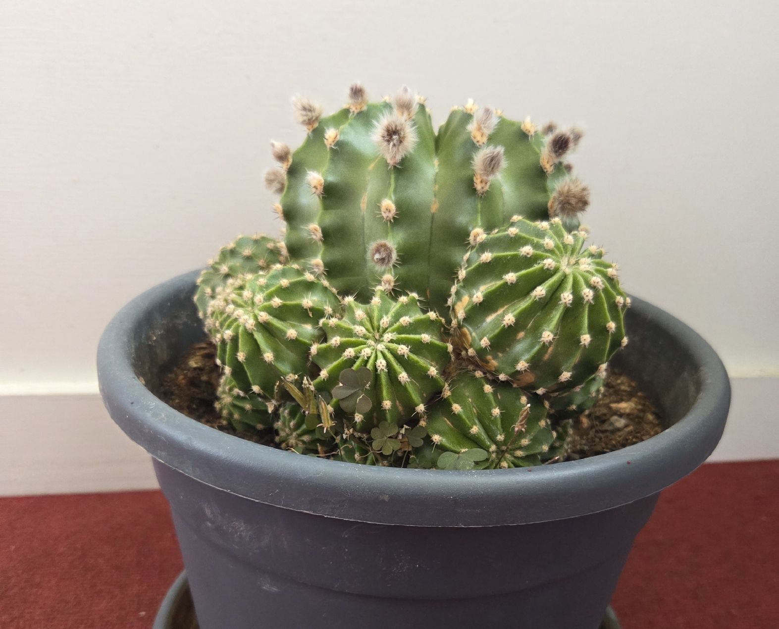 Piante & sementi: Echinopsis Eyriesii Kaktus – Usato da Konolfingen venduto da S1000RR-Karin 1
