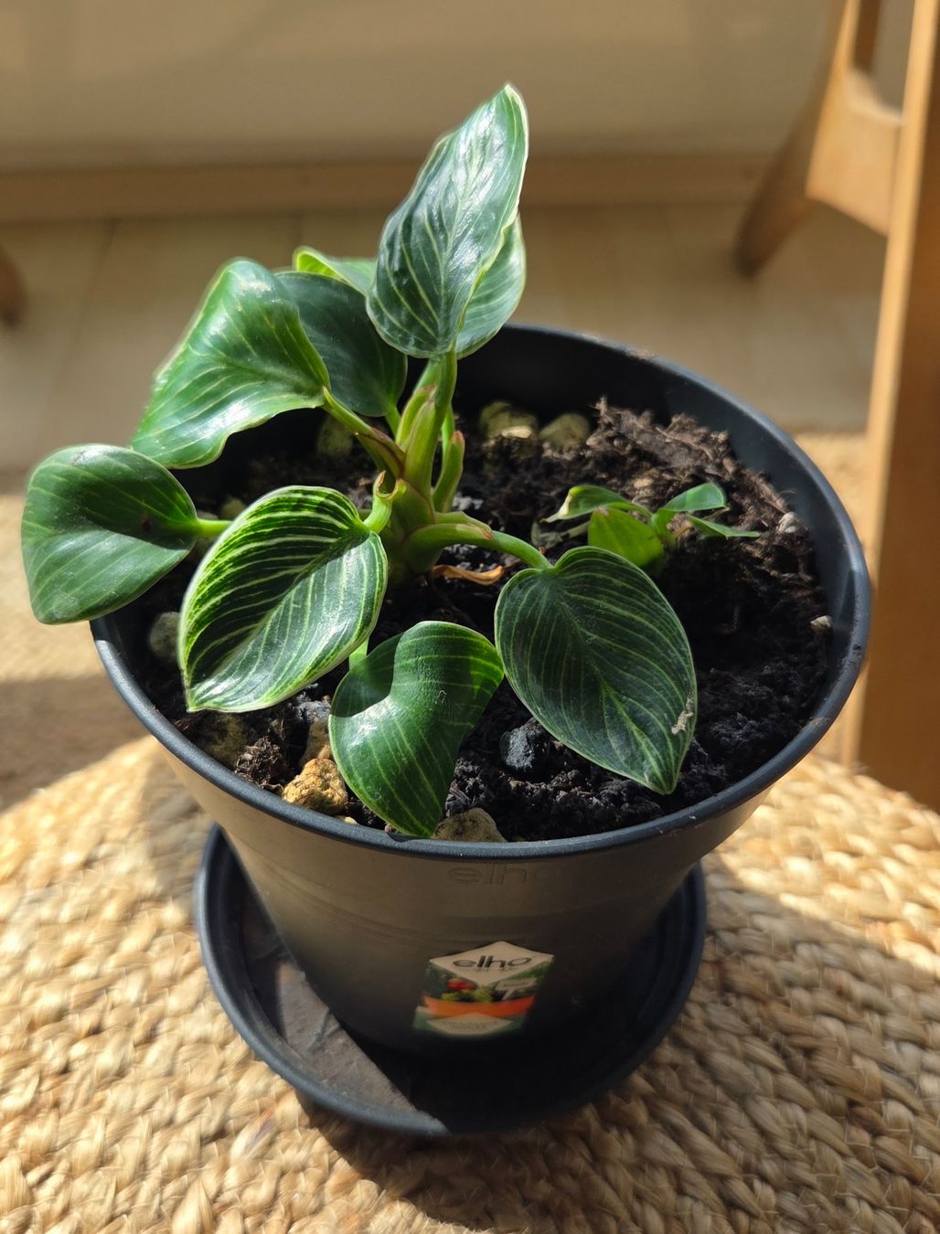 Plantes & graines: Kleine Philodendron "Birkin" – D'occasion à Zürich par wile_coyote