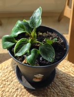 Kleine Philodendron "Birkin"