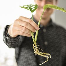 Profile image of Planteria