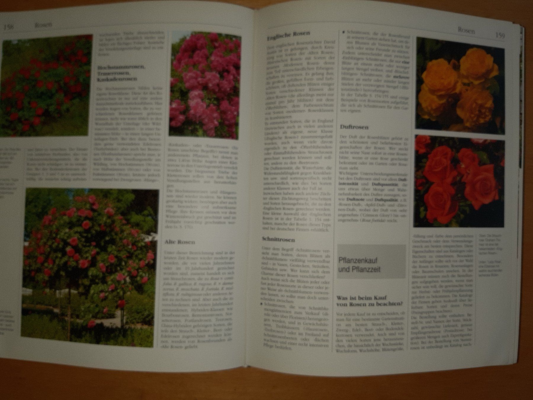 Libri: Handbuch Garten: Umfassendes Nachschlagewerk – Usato da Rotkreuz venduto da nigal 5