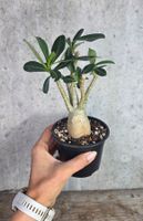 🌸 Adenium obesum – Wüstenrose Sämling
