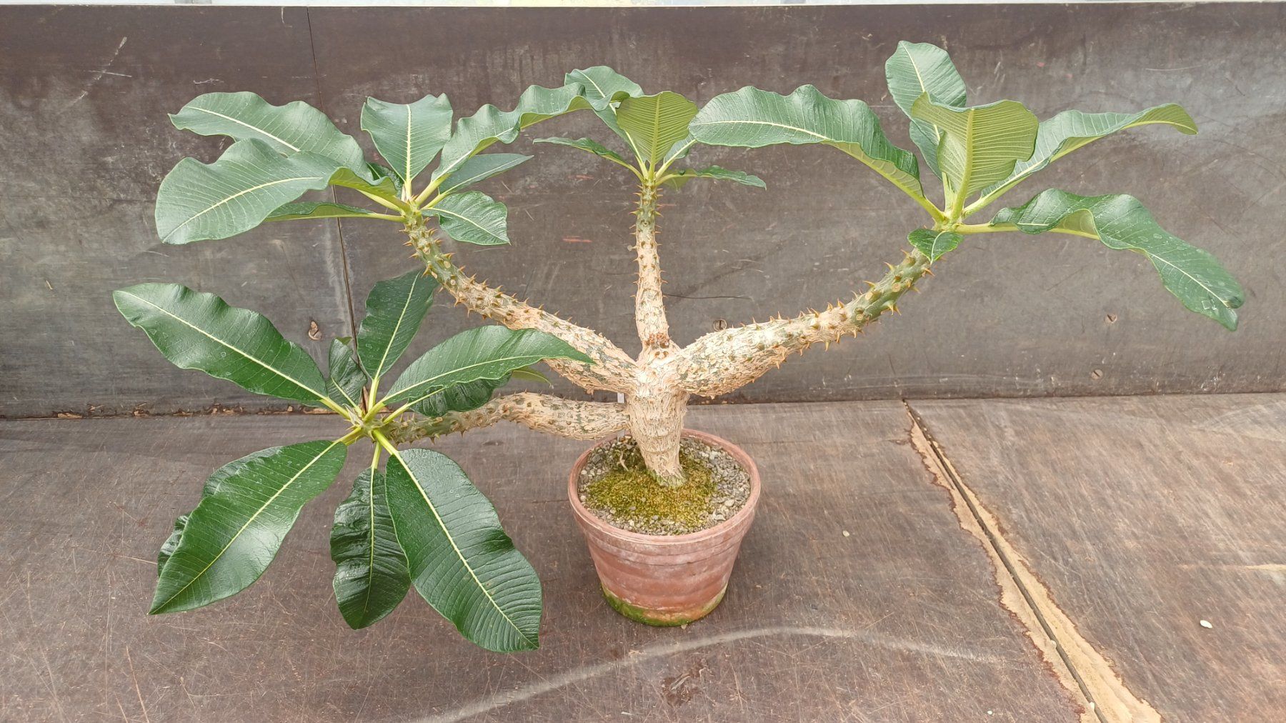 Pflanzen & Samen: Pachypodium baronii – Gebraucht aus Neftenbach von QuiQuo