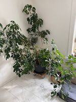 Riesige Schefflera, Zimmerpflanze