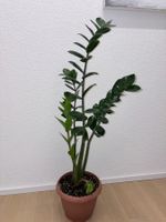 ZZ plant Glücksfeder Zamioculca - 104 cm