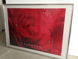 Poster mit Rosenmotiv im Aluminium Wechselrahmen silber