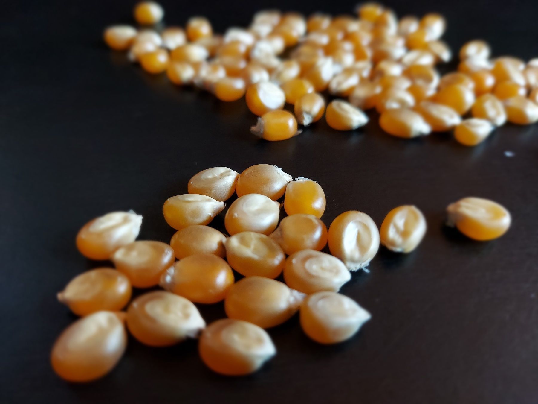 Bio Popcorn Mais Saatgut (Neuf (Voir description))  Thalheim pour CHF 2   avec livraison | Acheter sur Ricardo