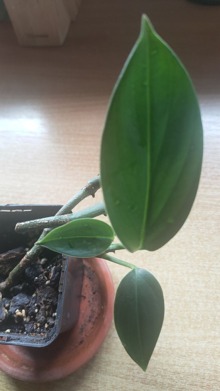 Piante & sementi: monstera decruciva (queue de 🐉) – Nuovo (secondo la descrizione) da St-Aubin-Sauges venduto da may_2yrv 1