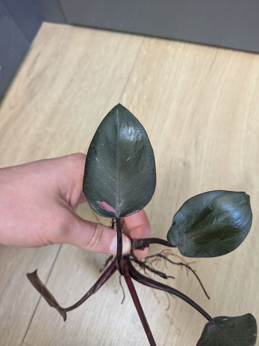 Piante & sementi: Philodendron Pink Princess - Rare – Usato da Winkel venduto da Kade50 2