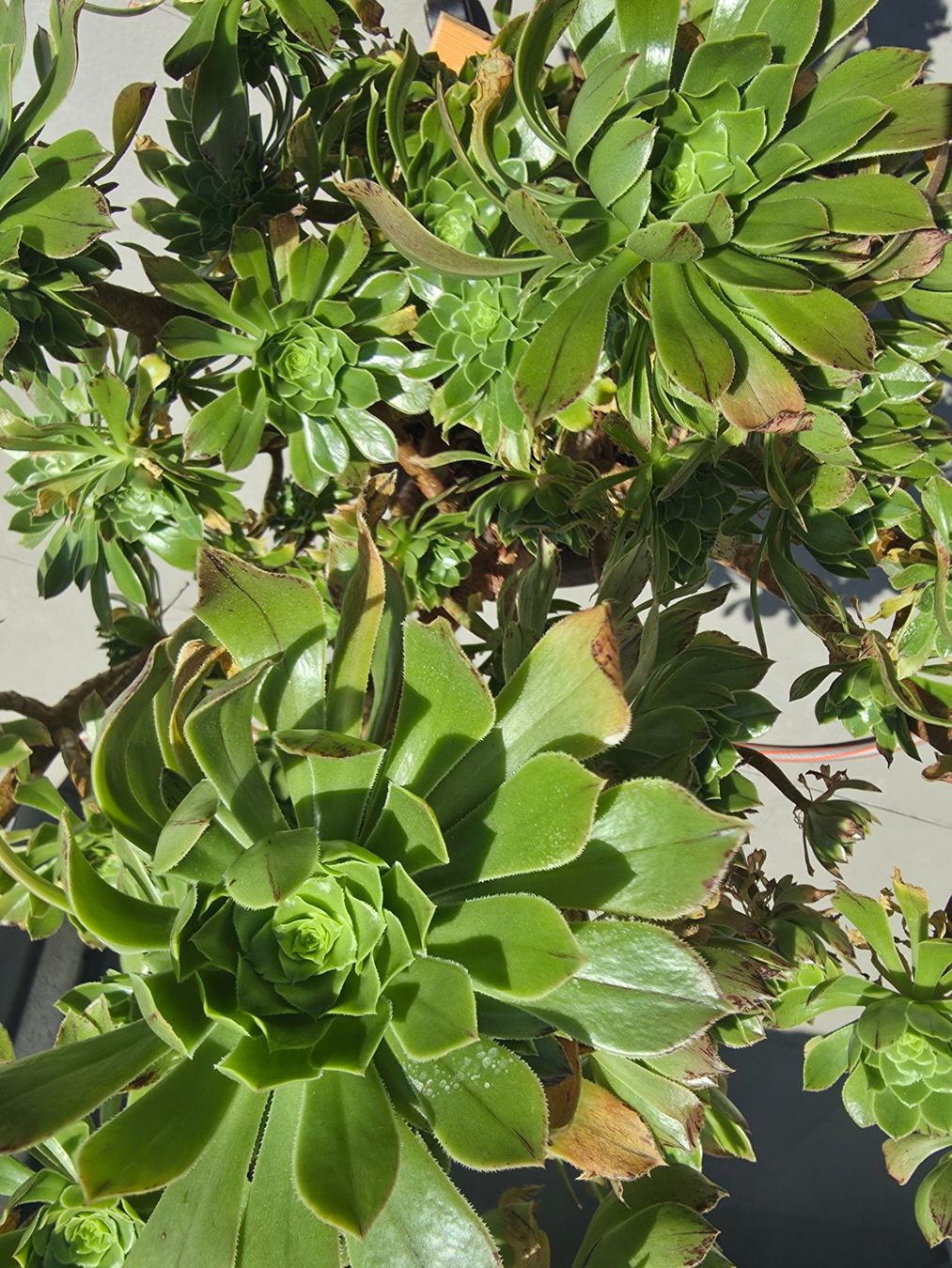 Plantes & graines: Rosettendickblatt (Aeonium glutinosum) – D'occasion à Kölliken par ambar 2