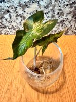 Alocasia Loco aus Rhizom