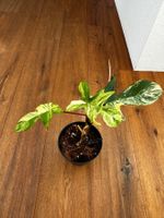 Philodendron Florida beauty💛