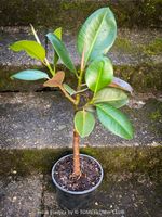 Ficus Elastica - rund 70cm Gummi-Bäumchen