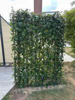 Efeu fertig Hecke Sichtschutz Pflanzen effeu