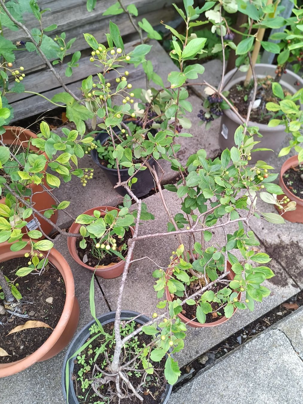 Piante & sementi: Super Frucht Aronia-Beere – Nuovo (secondo la descrizione) da Zug venduto da SirGoldFish 2