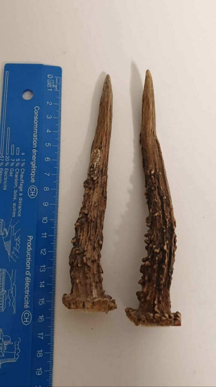 Il mondo degli animali: Bois de chevreuil – Usato da St-Sulpice VD venduto da Miwix 1