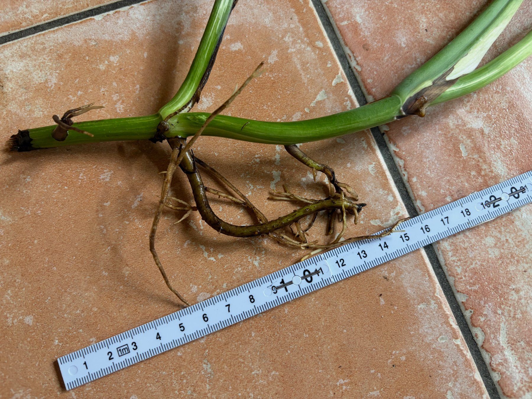 Piante & sementi: Monstera variegata, bewurzelter Steckling – Nuovo (secondo la descrizione) da Winterthur venduto da Aniger 2