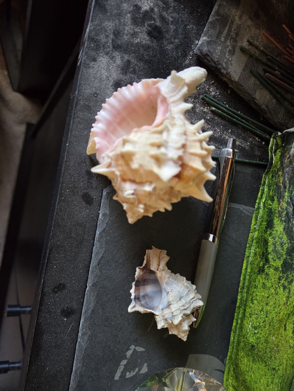 Fossilien: 2 muscheln – Gebraucht aus Herisau von bru_58qc 1