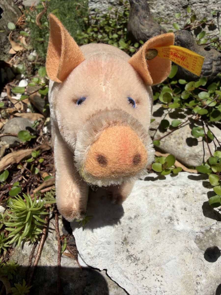 Steiff Giocattoli: Antikes Steiff Schweinchen – Usato da Pfäffikon ZH venduto da lenaviktoria 3