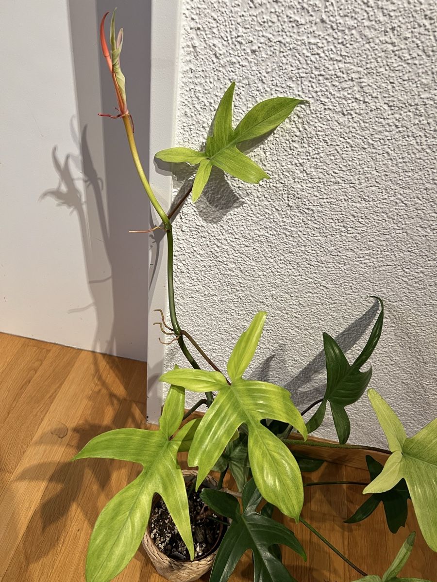 Piante & sementi: philodendron florida ghost – Usato da Regensdorf venduto da leo_yk2x 2