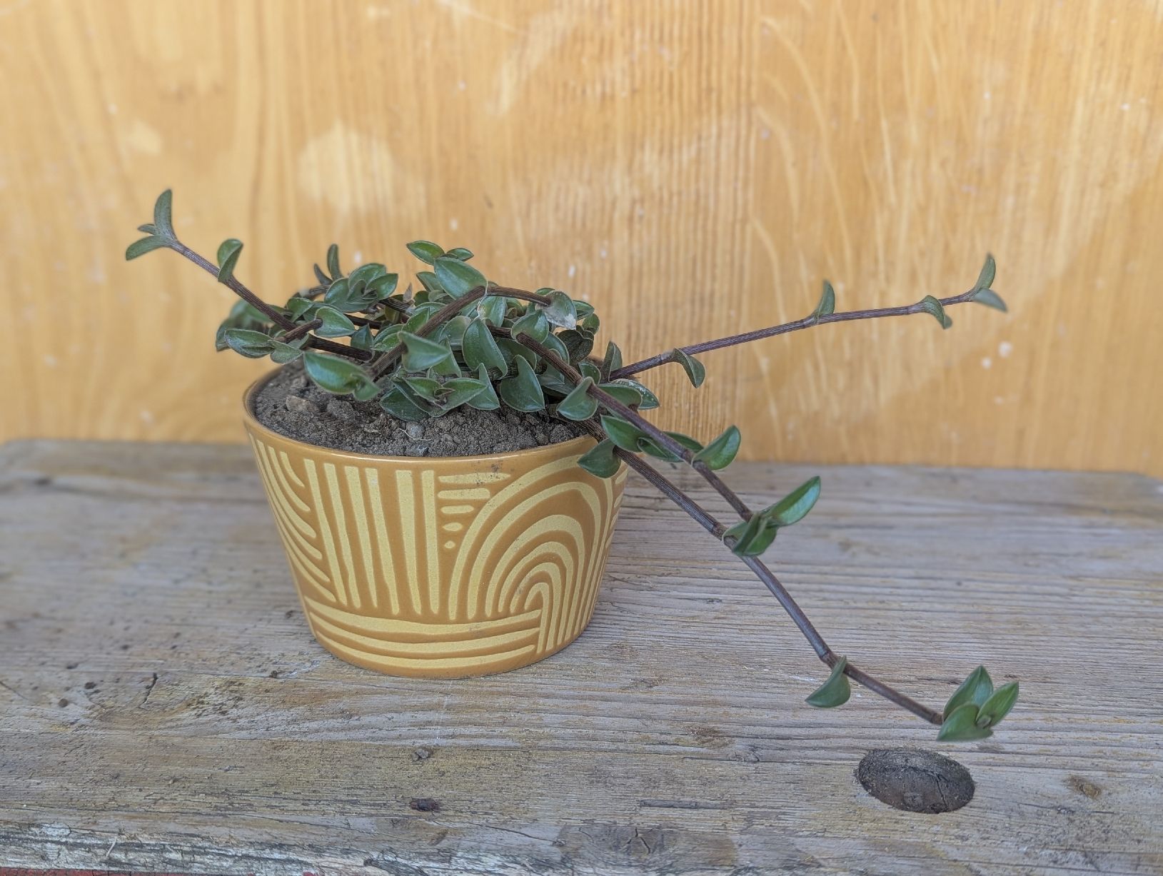 Piante & sementi: Tradescantia navicularis  – Usato da Comano venduto da che_8lc2 1