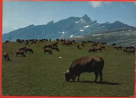 SITTEN A l'alpage de Tzanfleuron, col du Sanetsch, vaches